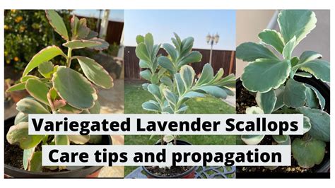 How To Care And Propagate Variegated Lavender Scallops Or Kalanchoe Fedtschenkoi Youtube