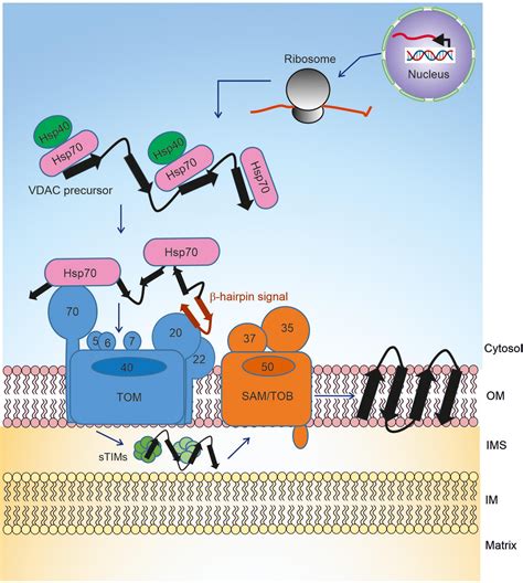 Frontiers The Biogenesis Process Of Vdac From Early Cytosolic