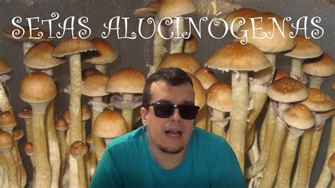 Entendiendo Las Drogas Setas Alucinógenas Psilocybe Youtube