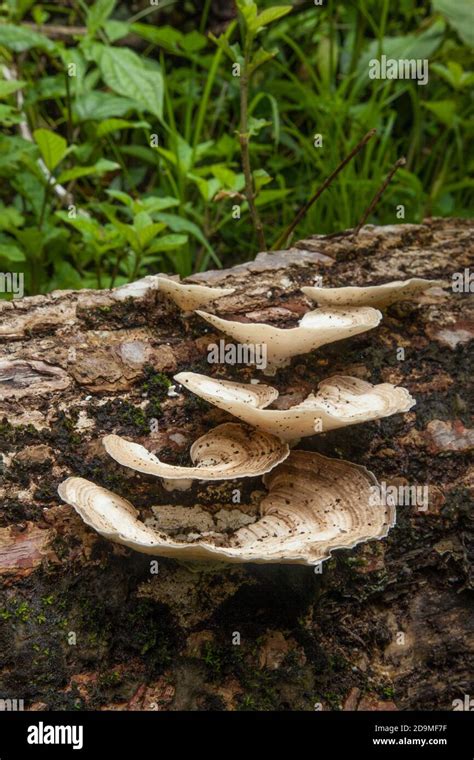 A Large Turkey Tail Mushroom Genus Trametes Growing On A Rotting Log