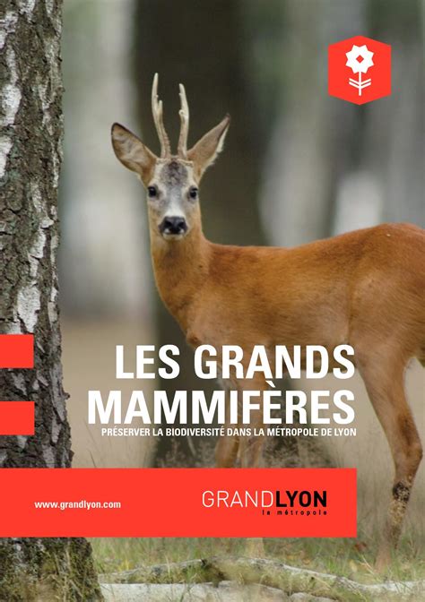 Calaméo Les grands mammifères Guide de la biodiversité