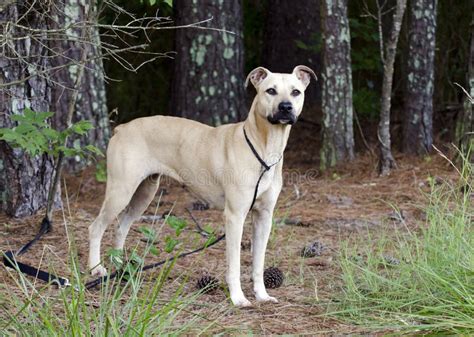 Tan染黑嘴杂种狗大型猛犬被混合的品种狗 库存照片 图片 包括有 采用的 女性 控制 币种 巧克力 96946814