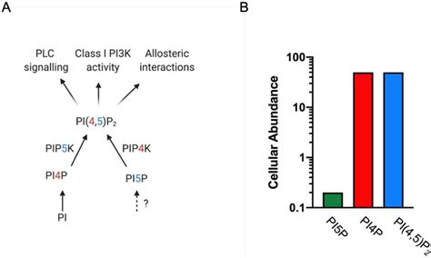 Figure 1 From Emerging Cell Biological Functions Of