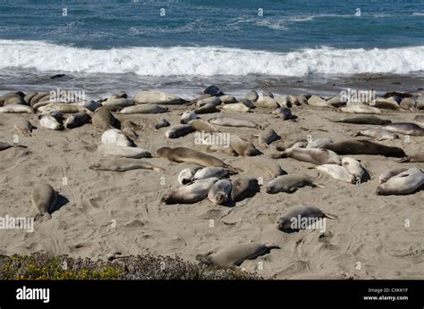 California Pacific Coast Cambria Piedras Blancas Beach Northern