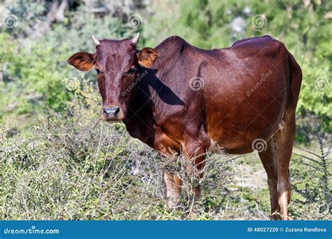 Zebu Stock Photo Image Of Sunny Pasture Bush Brown 48027220