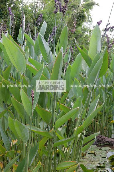 La Photothèque Les Plus Beaux Jardins Thalia Dealbata Marantaceae