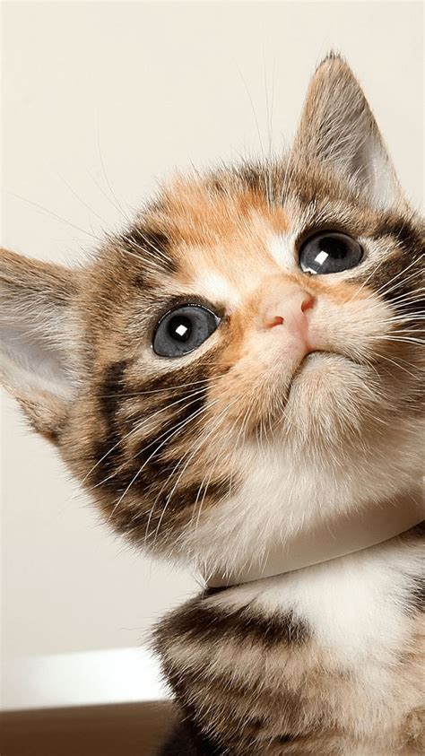 Cute Cat Pictures Hd