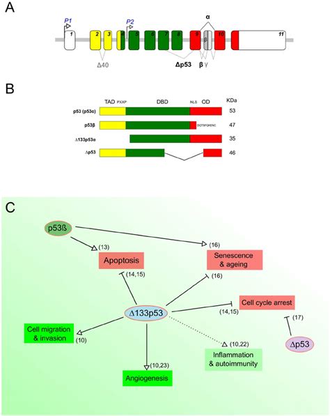 P Protein Isoforms And Their Biological Functions A Schematic