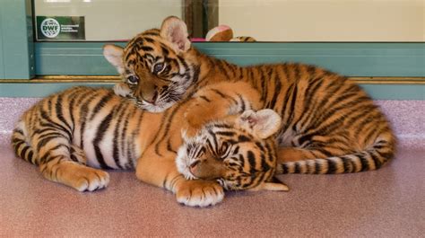 Small Tigers Free Image Download