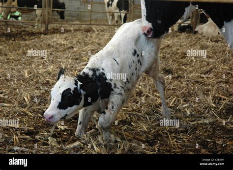 Newborn Calf and Mother Stock Photo - Alamy