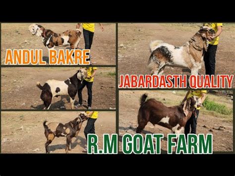 GUJRI COLOUR FULL BAKRO KA SHANDAR COLLECTION FARM SET R M GOAT FARM