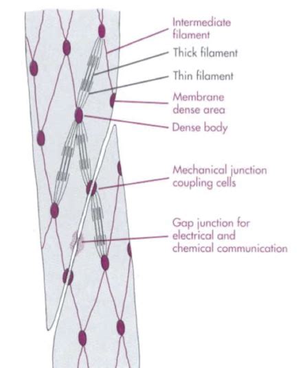 Smooth And Cardiac Muscle Diagram Quizlet