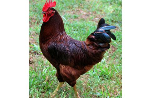 Behold Sasso Chicken The Queen Of Eggs And Meat Daily Monitor