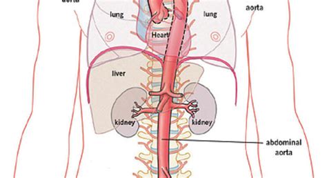 Aorta En Cuerpo Los Estudiosos Arca