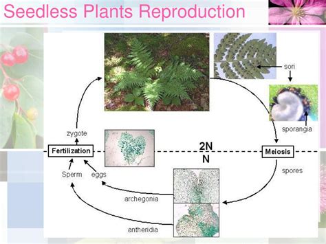 Ppt Section 141 Plant Reproduction Powerpoint Presentation Free