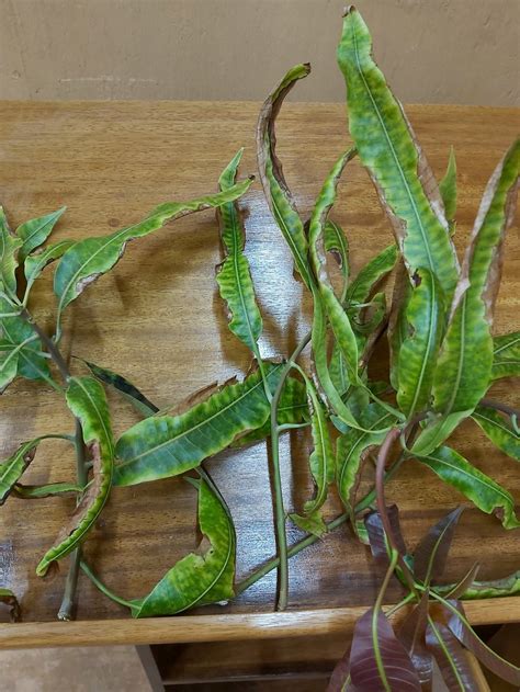 Leaf curling and drying on mango | ResearchGate