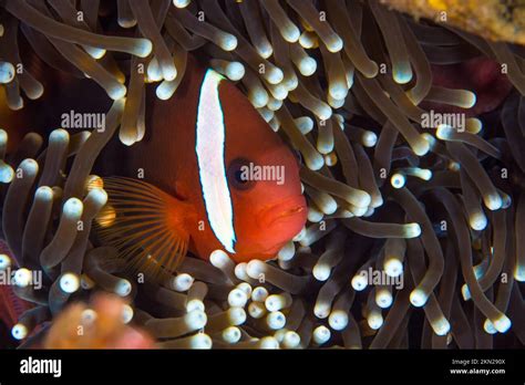 Tomato clown fish swimming above anemone - Amphiprion frenatus - Tomato ...