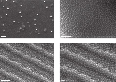 SEM Images Of ZnSe Nanospheres On A Au Coated B SU 8coated And