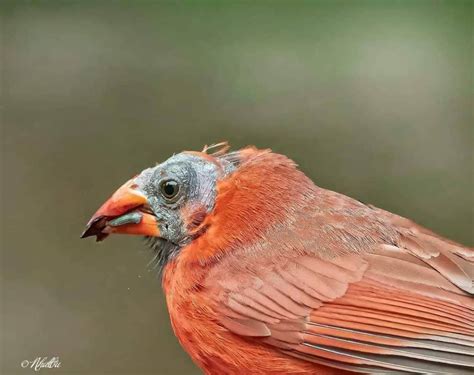 Cardinals Without Crests Common Reasons For Missing Head Feathers