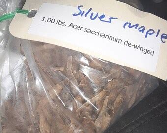 Silver Maple Tree Seeds - Etsy