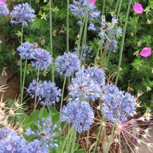 Allium Caeruleum Aka A Azureum Blue Flowered Ornamental Onion