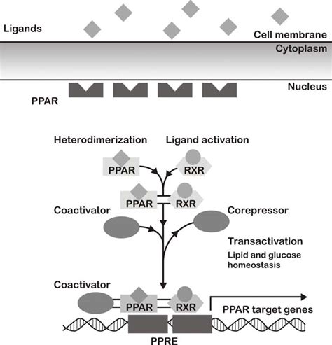 Ligand Induced Conformational Change In PPARs Results In Heterodimer