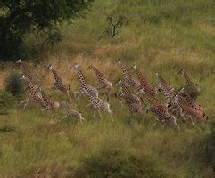 Gambella national park | Local Tour Ethiopia