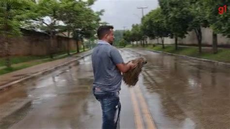 VÍDEO Bicho preguiça aparece em rua durante chuva e morador carrega