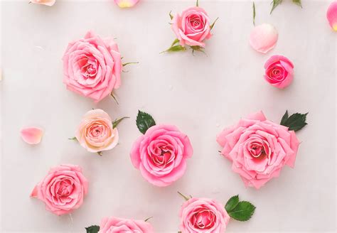 Key Differences Between Spray Roses Vs Regular Roses Why Both Are