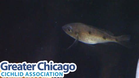 Copadichromis Melas The Midnight Mloto YouTube