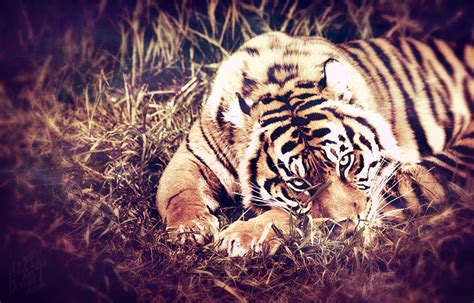 Crouching Tiger by KXZXW on DeviantArt