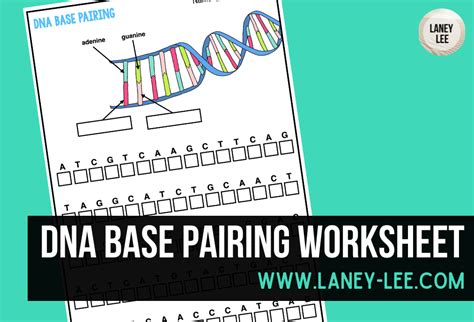 DNA Base Pairing Worksheet - Laney Lee