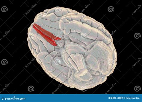 Human Brain with Highlighted Straight Gyri Stock Illustration ...