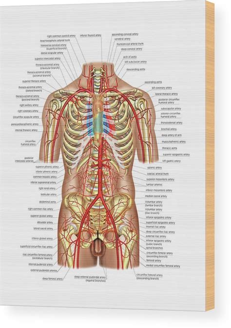 Arterial System Of Trunk Wood Print By Asklepios Medical Atlas Pixels