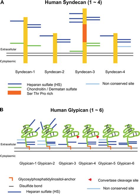 Diagram Of Syndecans And Glypicans Schematic Representations Of Human