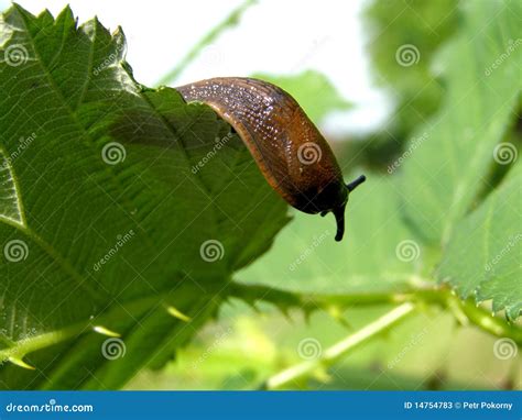 Slug on the leaf stock image. Image of decorative, natural - 14754783