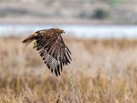 Red-tailed Hawk vs Red-shouldered Hawk: What Are The… | Birdfact