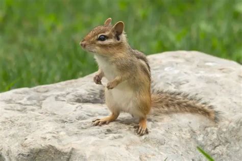 25 Different Types of Chipmunks - NatureNibble