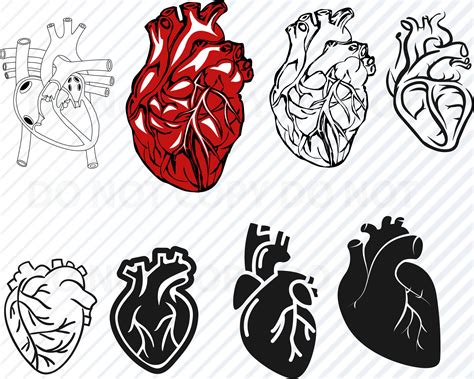 Anatomical Heart Bundle Svg Files Cardiology Svg Clipart Anatomy