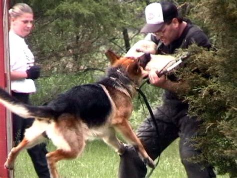 Shutzhund Training At Its Finest With Mittelwest German Shepherds