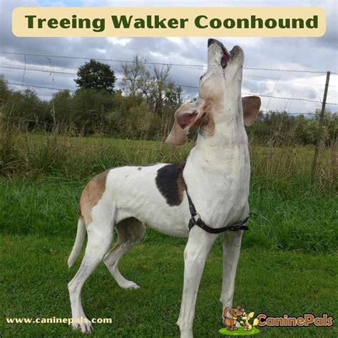 Treeing Walker Coonhound - Canine Pals