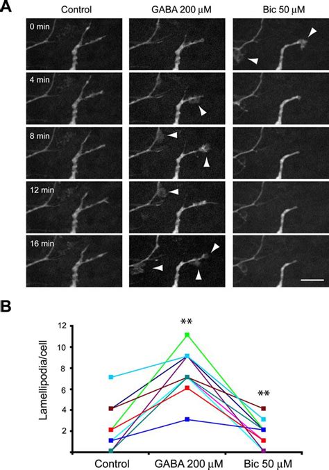 Lamellipodia Dynamics Of Newborn Neurons In The Ob Are Affected By Gaba