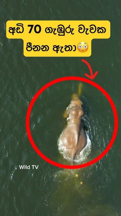 පීනන දළ ඇතෙකුගේ දුලබ දසුන්😳🐘 Shorts Shortvideo Elephant Attack