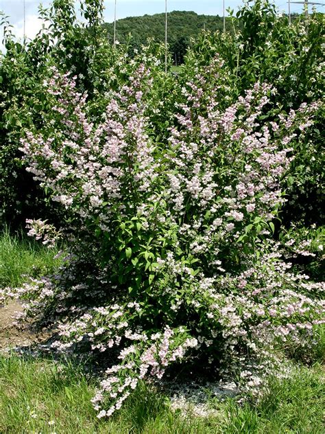 Deutzie Codsall Pink Deutzia Scabra Codsall Pink Hauenstein Ag