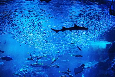 Enoshima Aquarium | Travel Information