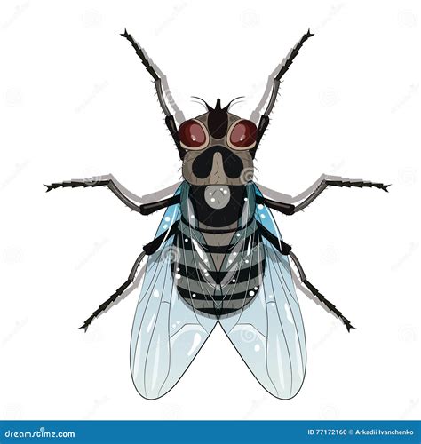 Fly Musca Domestica Insect A Realistic Fly Cartoon Vector