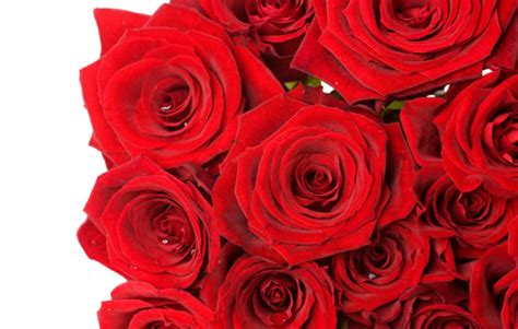 Red Roses Border Png Transparent Images Free Download Vector Files