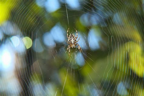 Spindel Arachnid Spindelnät Gratis foto på Pixabay