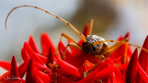 Portrait of a Bug – Melvin Rutledge Photography