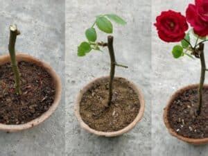 Cómo recuperar una planta de lavanda seca Jardinería y Hogar